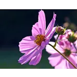 Spring Break Family Fun Experience – Atlanta Botanical Garden Spring Break Family Fun Experience – Atlanta Botanical Garden