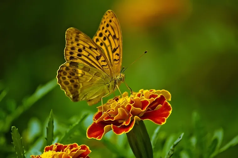 Exploring Nature: Drop-In Garden Tours – Atlanta Botanical Garden Exploring Nature: Drop-In Garden Tours – Atlanta Botanical Garden