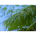 Discover the Wonders of Fernbank Forest at Fernbank Museum of Natural History! Discover the Wonders of Fernbank Forest at Fernbank Museum of Natural History!