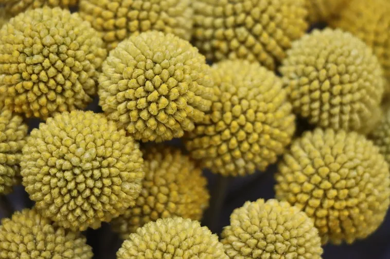 Engaging Conversations: Facebook Live Series – Atlanta Botanical Garden Engaging Conversations: Facebook Live Series – Atlanta Botanical Garden