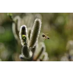 Guided Garden Tours – Atlanta Botanical Garden Guided Garden Tours – Atlanta Botanical Garden