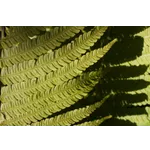 Morning Hikes: Explore Nature – Fernbank Museum Morning Hikes: Explore Nature – Fernbank Museum