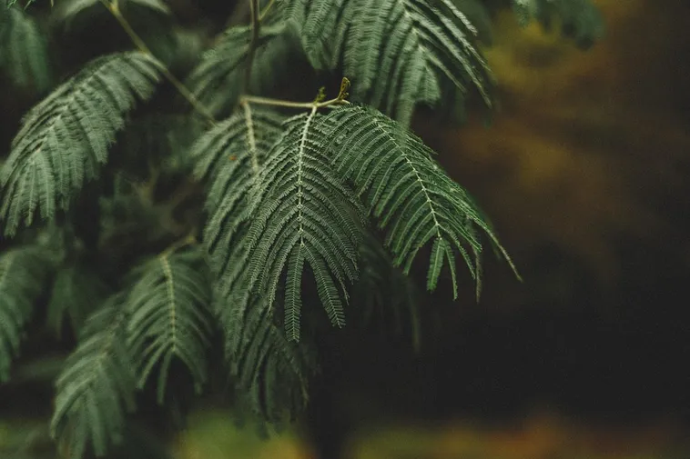 Nature Walk for Families – Fernbank Museum Nature Walk for Families – Fernbank Museum