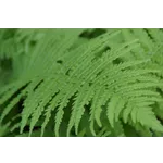 Interactive Live Animal Encounter – Fernbank Museum Interactive Live Animal Encounter – Fernbank Museum