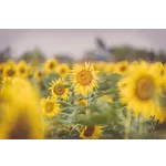 Exploring the World of Google Maps – Atlanta Botanical Garden Exploring the World of Google Maps – Atlanta Botanical Garden