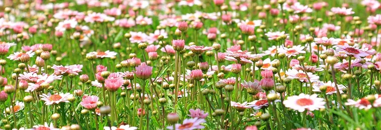 Understanding Art and Nature: The Alston Lecture with Felicia Feaster – Atlanta Botanical Garden Understanding Art and Nature: The Alston Lecture with Felicia Feaster – Atlanta Botanical Garden