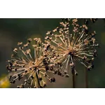 Exploring Nature: Drop-In Garden Tours – Atlanta Botanical Garden Exploring Nature: Drop-In Garden Tours – Atlanta Botanical Garden