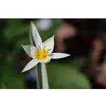 Exploring the Beauty of Google Maps – Atlanta Botanical Garden Exploring the Beauty of Google Maps – Atlanta Botanical Garden