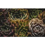 Explore the Beauty: Drop-In Garden Tours – Atlanta Botanical Garden Explore the Beauty: Drop-In Garden Tours – Atlanta Botanical Garden