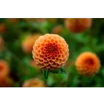 Discover the Beauty: Drop-In Garden Tours – Atlanta Botanical Garden Discover the Beauty: Drop-In Garden Tours – Atlanta Botanical Garden