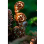 Fernbank After Dark: Aglow in WildWoods – Fernbank Museum Fernbank After Dark: Aglow in WildWoods – Fernbank Museum