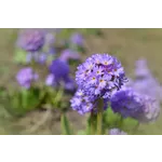 ECHO: A Wabi Sabi Terminus Experience – Atlanta Botanical Garden ECHO: A Wabi Sabi Terminus Experience – Atlanta Botanical Garden