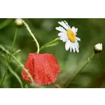 New Beginnings: A Celebration of Faith – Atlanta Botanical Garden New Beginnings: A Celebration of Faith – Atlanta Botanical Garden