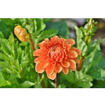 Frog Feeding Experience – Atlanta Botanical Garden Frog Feeding Experience – Atlanta Botanical Garden