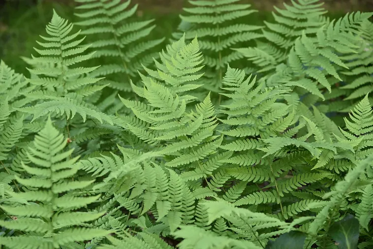 Sunrise Summit: A Morning Hike – Fernbank Museum Sunrise Summit: A Morning Hike – Fernbank Museum