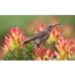 Guided Garden Exploration – Atlanta Botanical Garden Guided Garden Exploration – Atlanta Botanical Garden