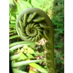 Cultural Echoes: A Journey Through Time at Fernbank Museum! Cultural Echoes: A Journey Through Time at Fernbank Museum!