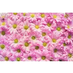 Outdoor Kitchen Resource Assistant Training – Atlanta Botanical Garden Outdoor Kitchen Resource Assistant Training – Atlanta Botanical Garden