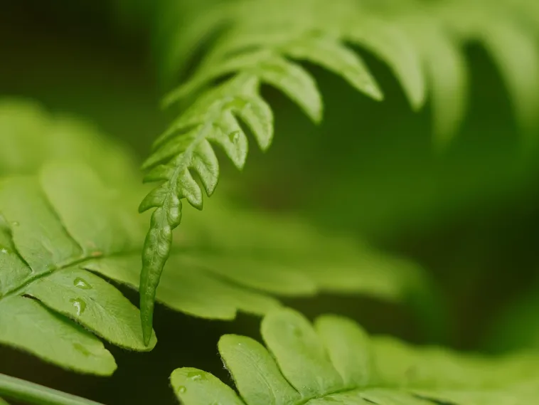 WildWoods: AGLOW – Final Night! – Fernbank Museum WildWoods: AGLOW – Final Night! – Fernbank Museum