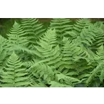 Sunrise Summit: A Morning Hike – Fernbank Museum Sunrise Summit: A Morning Hike – Fernbank Museum