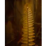 WildWoods: AGLOW – Final Night Celebration – Fernbank Museum WildWoods: AGLOW – Final Night Celebration – Fernbank Museum