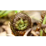 Reach New Heights: Sky High at Fernbank Museum of Natural History! Reach New Heights: Sky High at Fernbank Museum of Natural History!