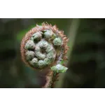 Reach New Heights at Fernbank: Explore the Sky High Experience! Reach New Heights at Fernbank: Explore the Sky High Experience!