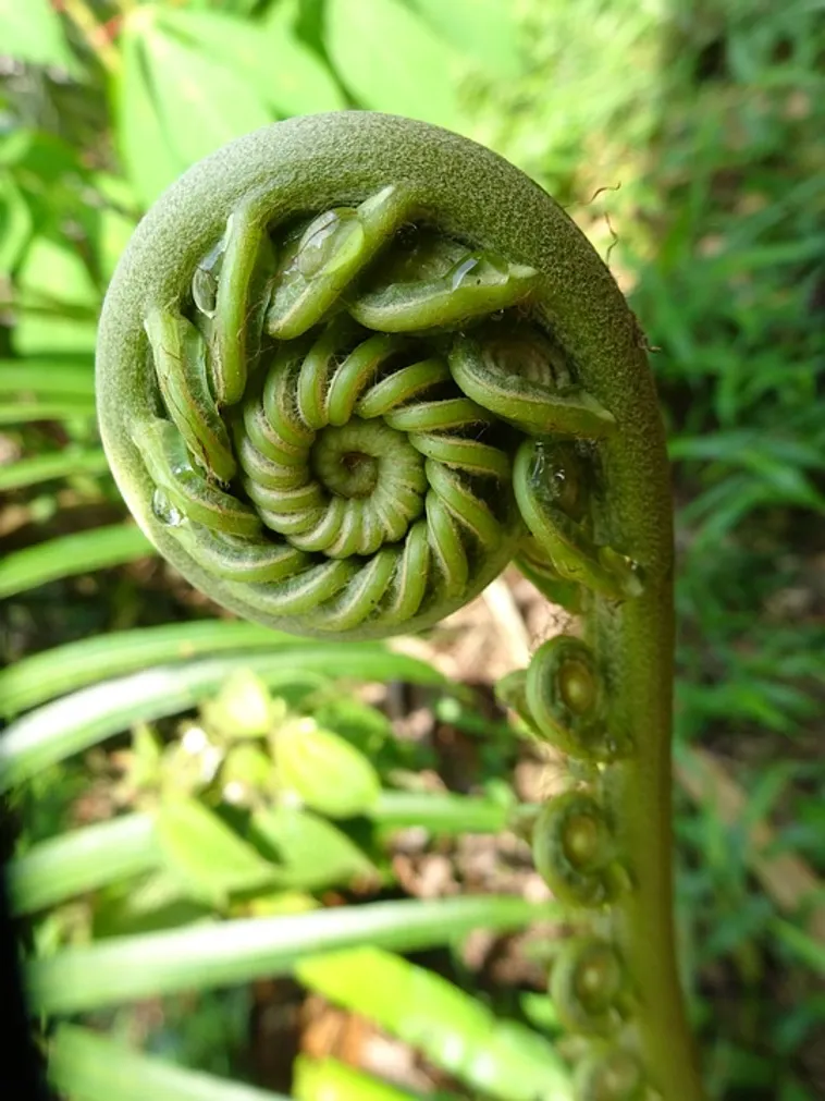 Cultural Echoes: A Journey Through Time at Fernbank Museum! Cultural Echoes: A Journey Through Time at Fernbank Museum!