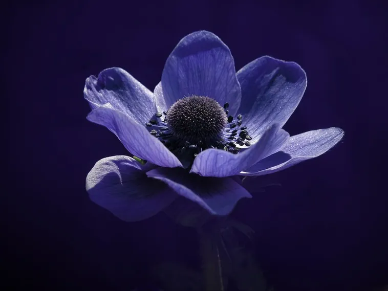 Explore Nature: Drop-In Garden Tours – Atlanta Botanical Garden Explore Nature: Drop-In Garden Tours – Atlanta Botanical Garden