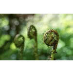 WildWoods: AGLOW – Fernbank Museum WildWoods: AGLOW – Fernbank Museum