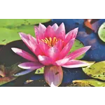 Explore the Beauty: Drop-In Garden Tours – Atlanta Botanical Garden Explore the Beauty: Drop-In Garden Tours – Atlanta Botanical Garden