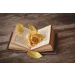 A Walk in the Woods: Book Discussion – McDonough Public Library A Walk in the Woods: Book Discussion – McDonough Public Library