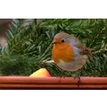 Frogs in Focus: Feeding Experience – Atlanta Botanical Garden Frogs in Focus: Feeding Experience – Atlanta Botanical Garden