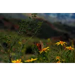 Exploring Nature: Drop-In Garden Tours – Atlanta Botanical Garden Exploring Nature: Drop-In Garden Tours – Atlanta Botanical Garden