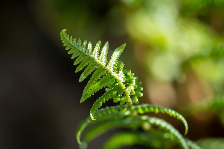 Insect Discovery Day – Fernbank Museum Insect Discovery Day – Fernbank Museum