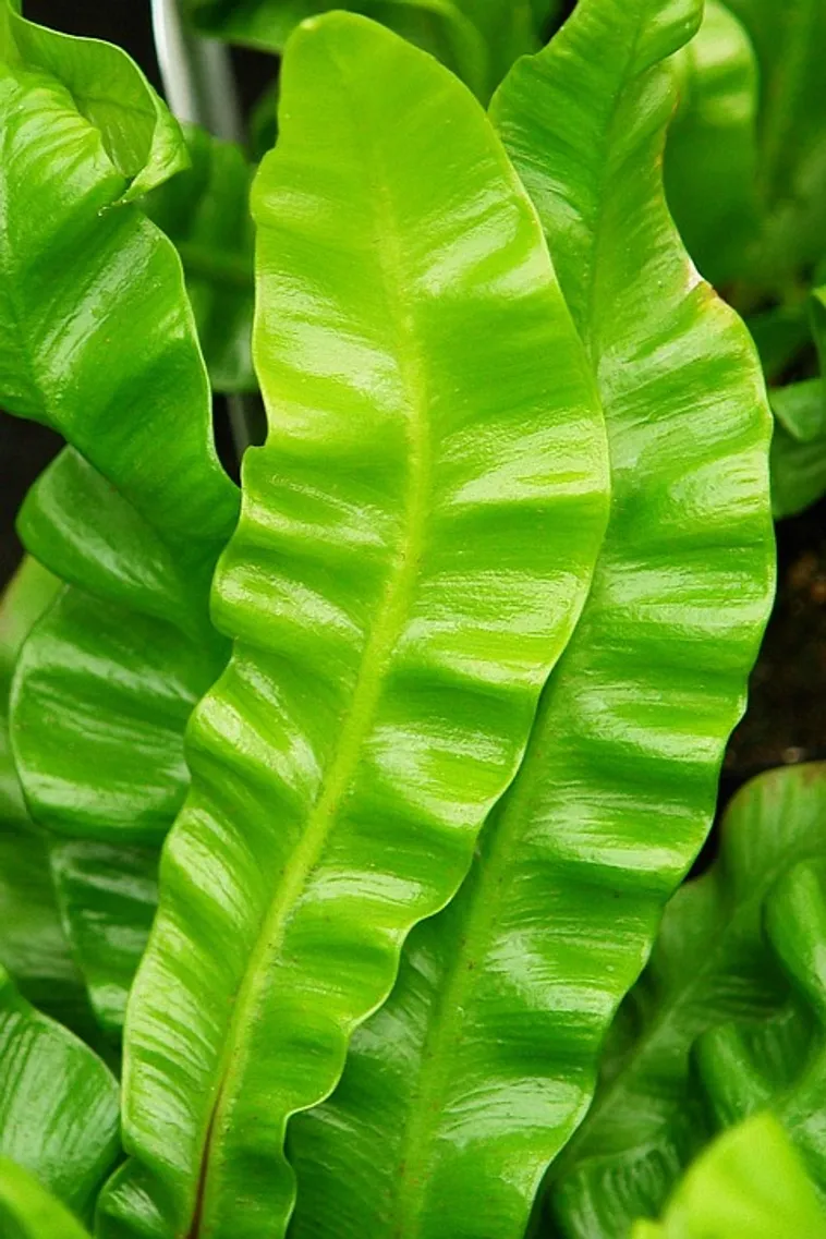 WildWoods: AGLOW – Fernbank Museum WildWoods: AGLOW – Fernbank Museum