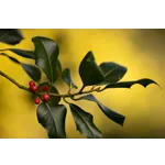 “Explore Nature: Drop-In Garden Tours – Atlanta Botanical Garden” “Explore Nature: Drop-In Garden Tours – Atlanta Botanical Garden”