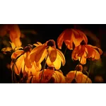 Atlanta Orchid Society Show – Atlanta Botanical Garden Atlanta Orchid Society Show – Atlanta Botanical Garden