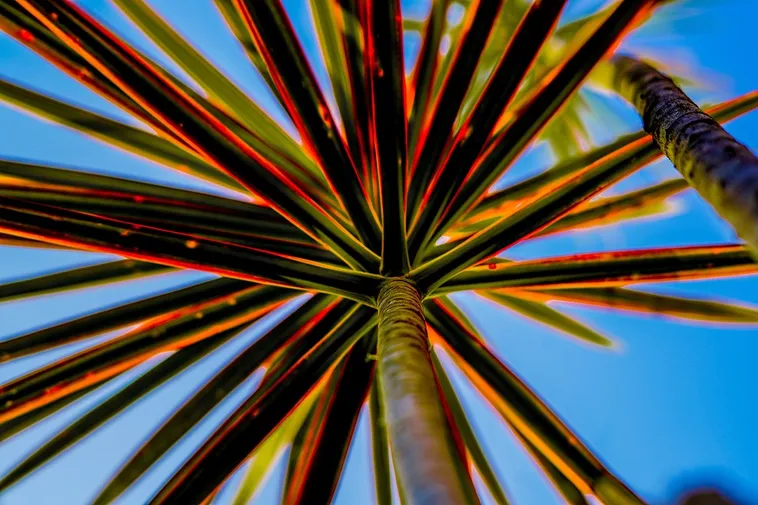 Autumn Adventures for Families – Atlanta Botanical Garden Autumn Adventures for Families – Atlanta Botanical Garden