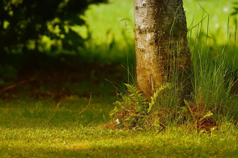 Roars and Wonders Await at Fernbank’s Dinosaur Plaza! Roars and Wonders Await at Fernbank’s Dinosaur Plaza!