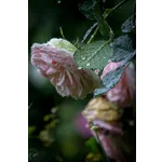 Frog Feeding Experience – Atlanta Botanical Garden Frog Feeding Experience – Atlanta Botanical Garden