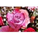 Explore Nature: Drop-In Garden Tours – Atlanta Botanical Garden Explore Nature: Drop-In Garden Tours – Atlanta Botanical Garden