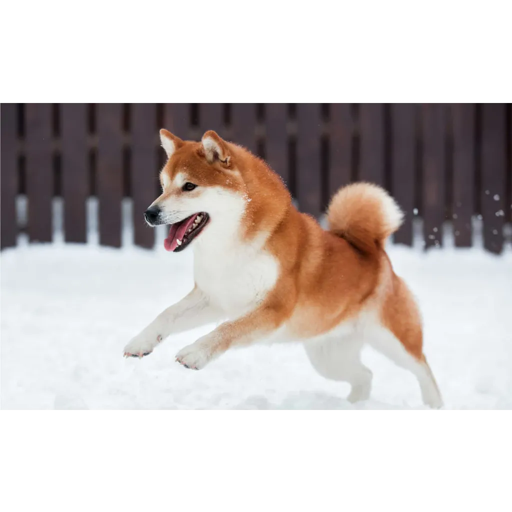 Shiba Inu Under Pressure As Nearly 40B Netflow Surge Hits Exchanges Shiba Inu Under Pressure As Nearly 40B Netflow Surge Hits Exchanges
