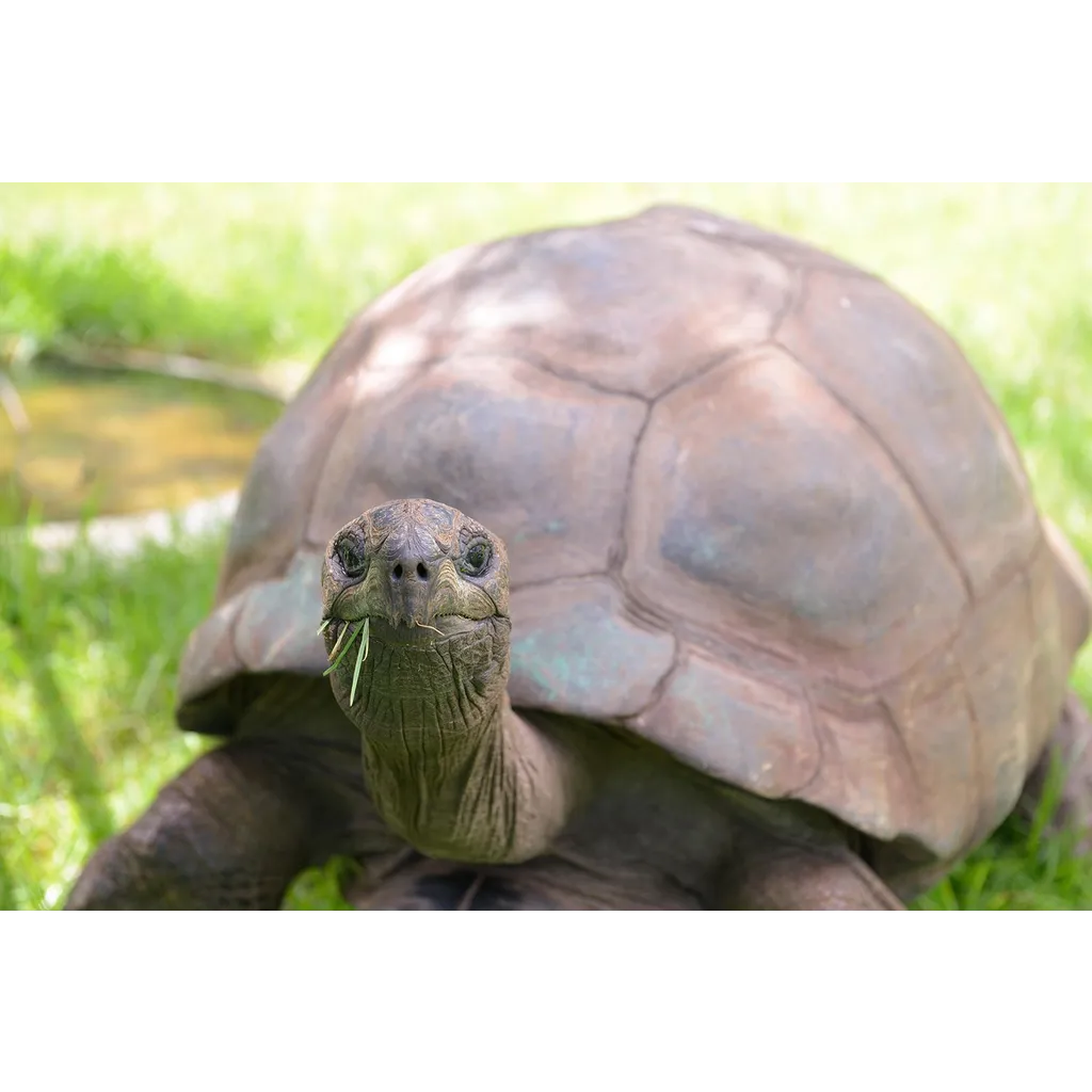 X Eyes Auto-Lock For Crypto Mentions After Tortoise Death Hoax X Eyes Auto-Lock For Crypto Mentions After Tortoise Death Hoax