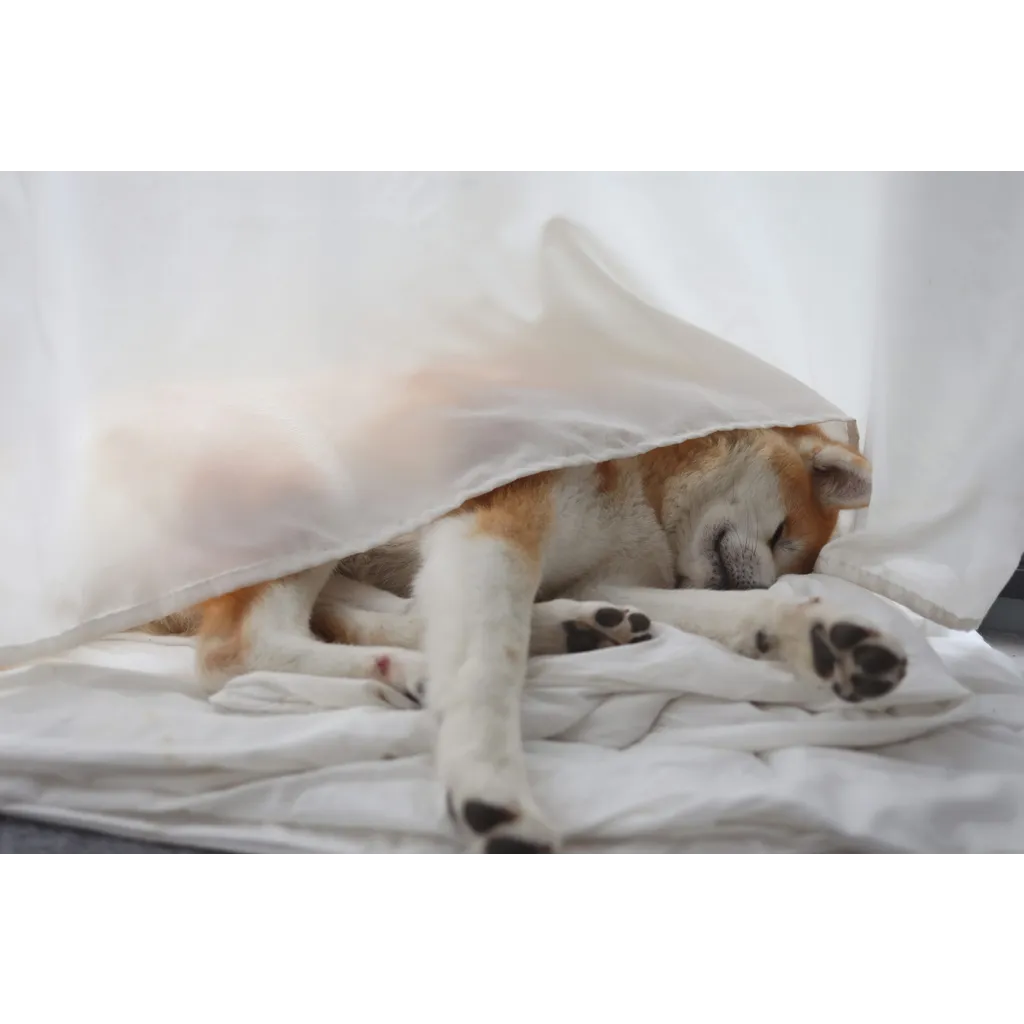 Dogecoin double formation hints at potential decline according to analyst Dogecoin double formation hints at potential decline according to analyst
