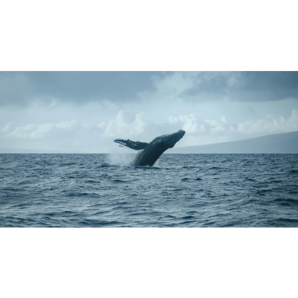 New whale deposits million into Hyperliquid for Bitcoin and XRP short positions New whale deposits million into Hyperliquid for Bitcoin and XRP short positions