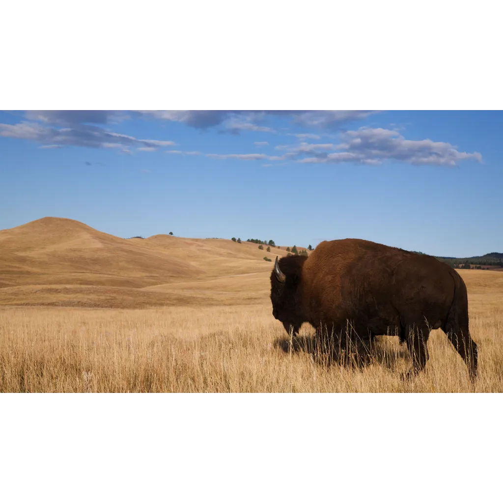 North Dakota develops Roughrider Coin as state-backed cryptocurrency for 2026 launch North Dakota develops Roughrider Coin as state-backed cryptocurrency for 2026 launch