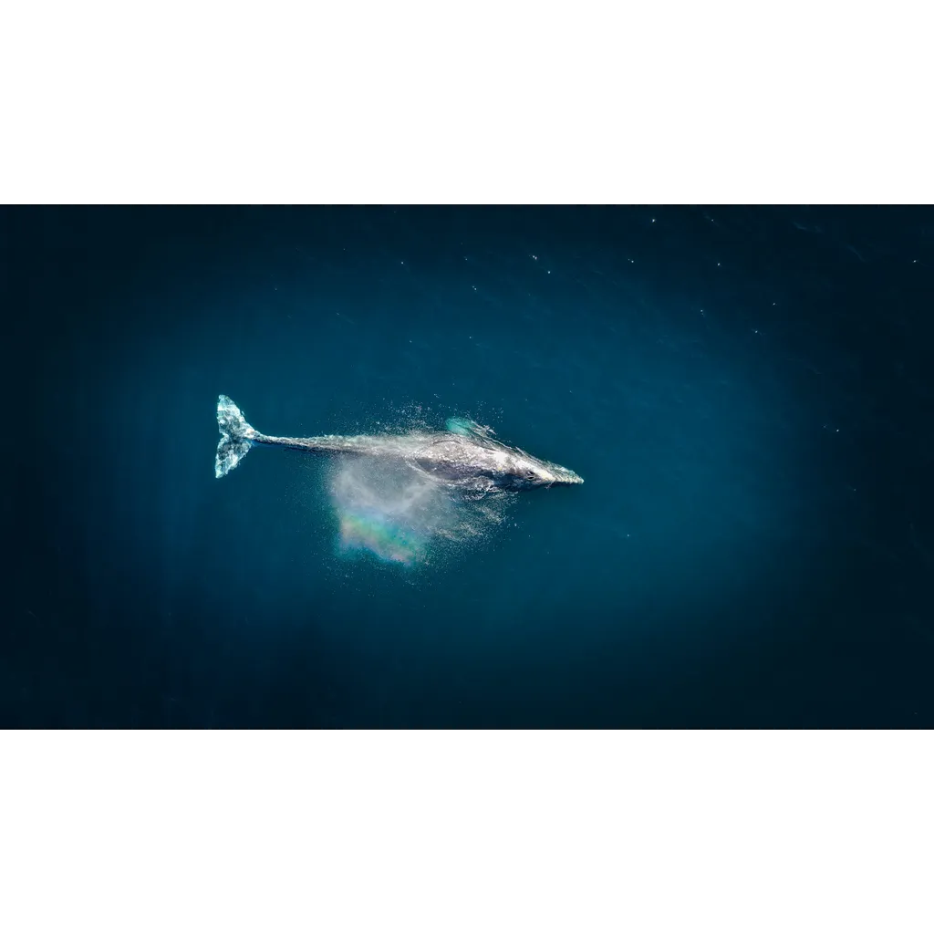 Whales purchase .73 billion in Ethereum while exchange reserves decline Whales purchase .73 billion in Ethereum while exchange reserves decline