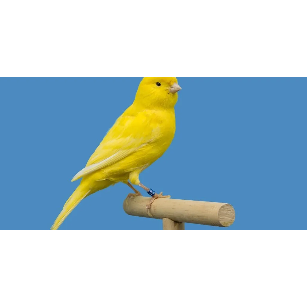 Canary Files for Staked Injective ETF as Interest in Altcoin Funds Grows – Decrypt Canary Files for Staked Injective ETF as Interest in Altcoin Funds Grows – Decrypt