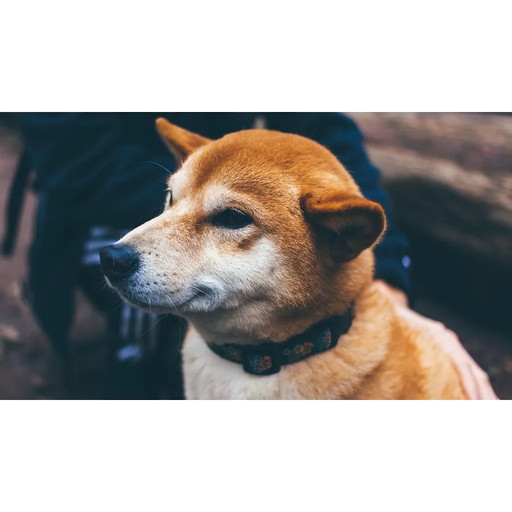 CleanCore raises 5 million for DOGE treasury to support Dogecoin ecosystem CleanCore raises 5 million for DOGE treasury to support Dogecoin ecosystem